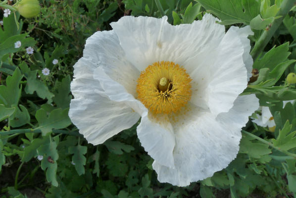 HEDENDAAGSE TUINPLANTEN